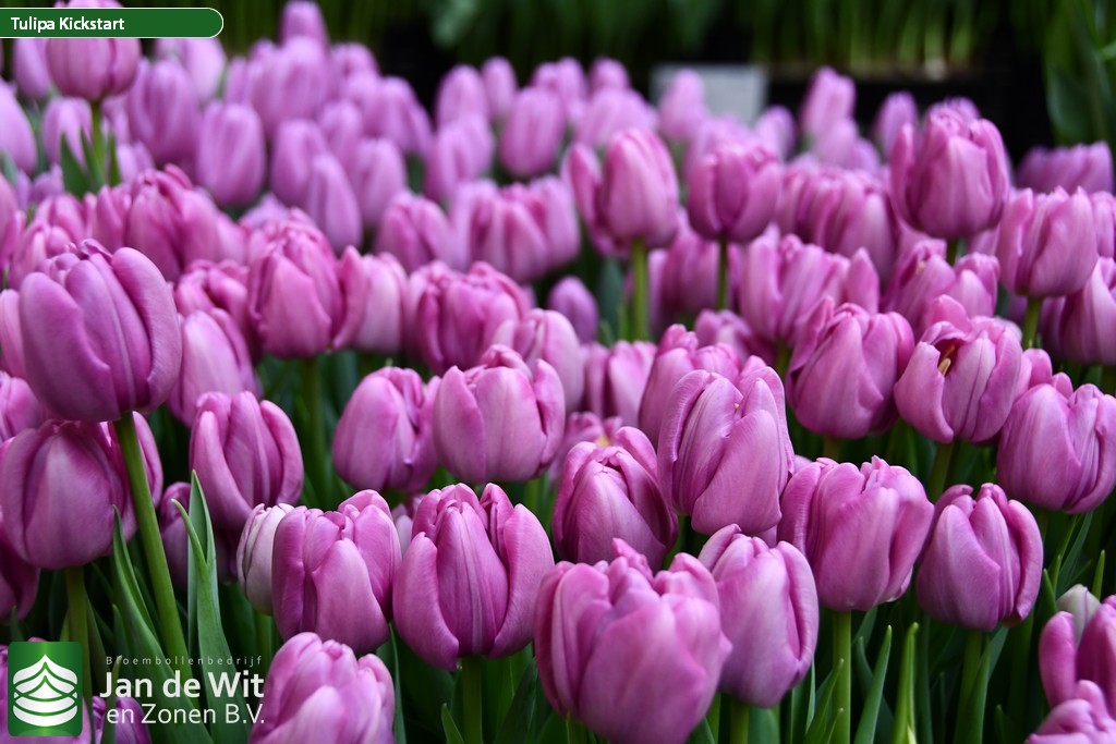 Kickstart tulip jan de wit en zonen b v 